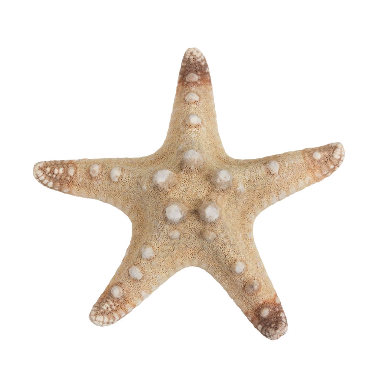 Декоративные элементы «Blumentag» MZF-001 Морская звезда цв. натуральный №1