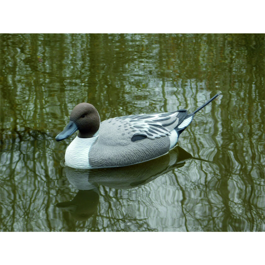 Чучело утки "Шилохвость селезень" (рельеф) дл. 39 см