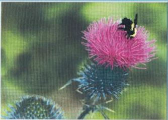 Набор для вышивания  Чаривна Мить РК-028