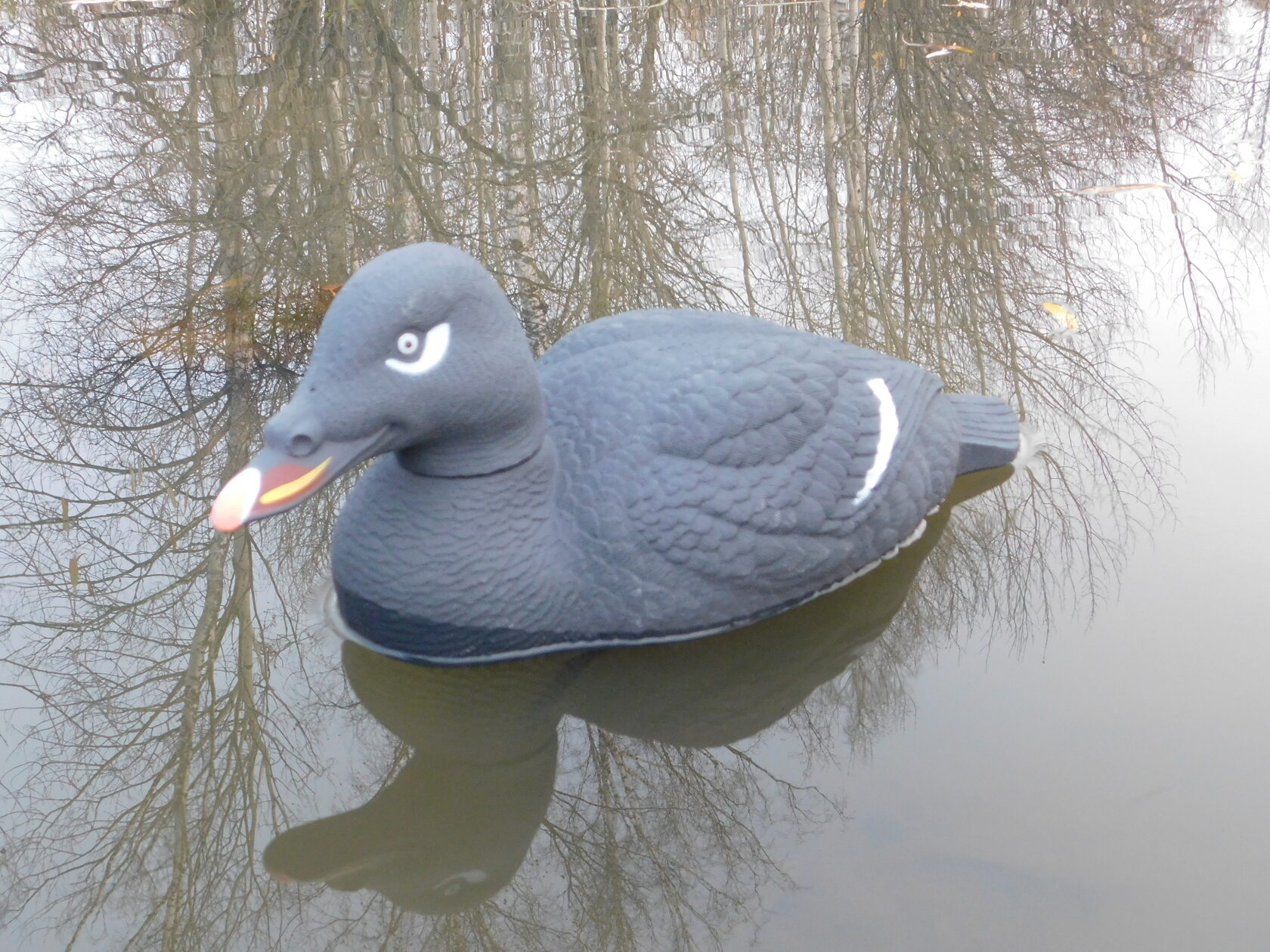 Чучело утки "Турпан горбоносый селезень МАГНУМ" (рельеф) дл. 52 см