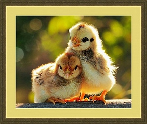 Набор для вышивания "Galla Collection" А 406 "Цыплята" 31 х 25 см