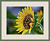 Набор для вышивания "Galla Collection" Л 321 "Подсолнух" 32 х 24 см